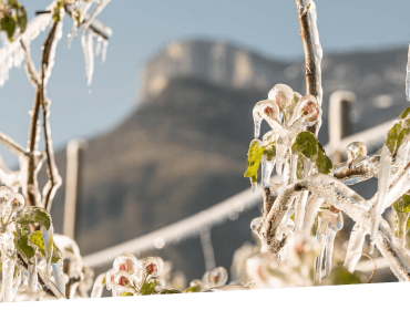 Alpenverein OEAV.CZ Tyrolsko jabloně
