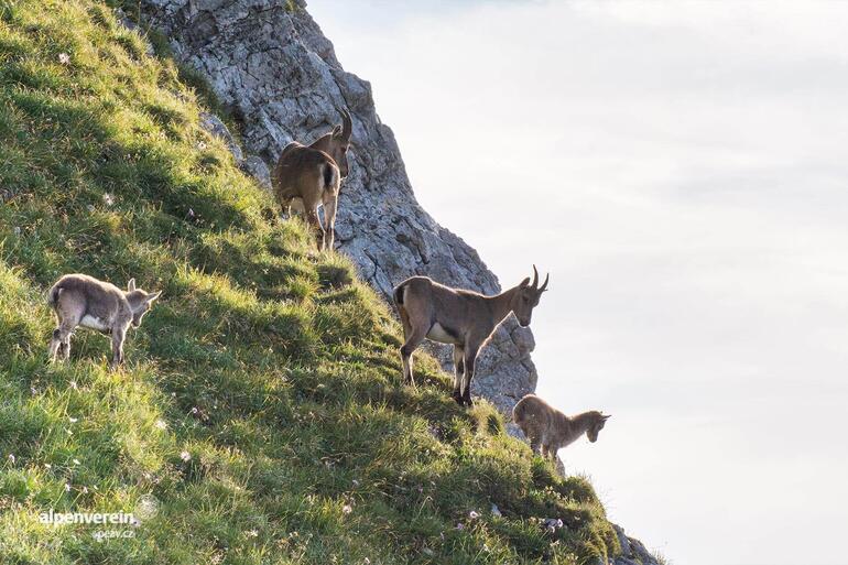 Alpenverein OEAV.CZ Pilatus