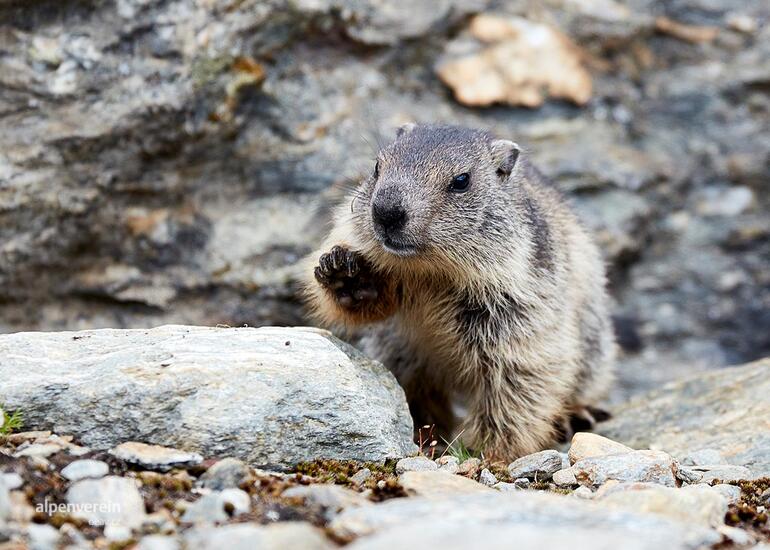 Saas-Fee Alpenverein OEAV.CZ