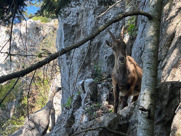 Alpenverein OEAV.CZ Gebirgsvereins Klettersteg