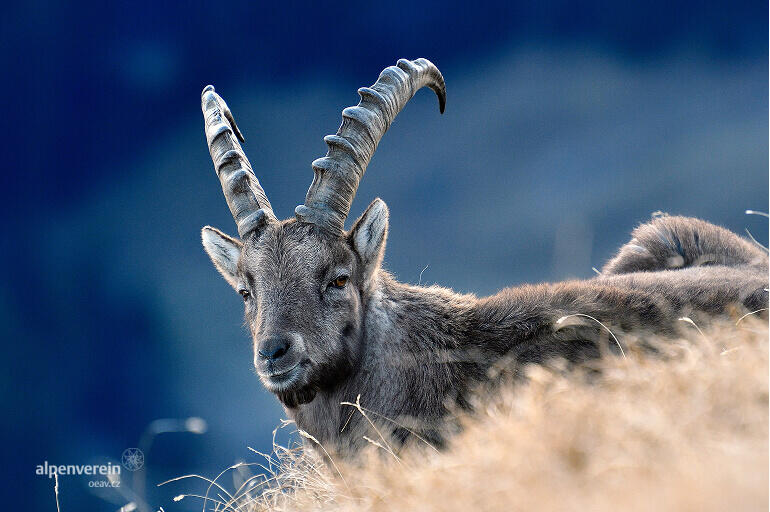 Alpenverein OEAV Pilatus